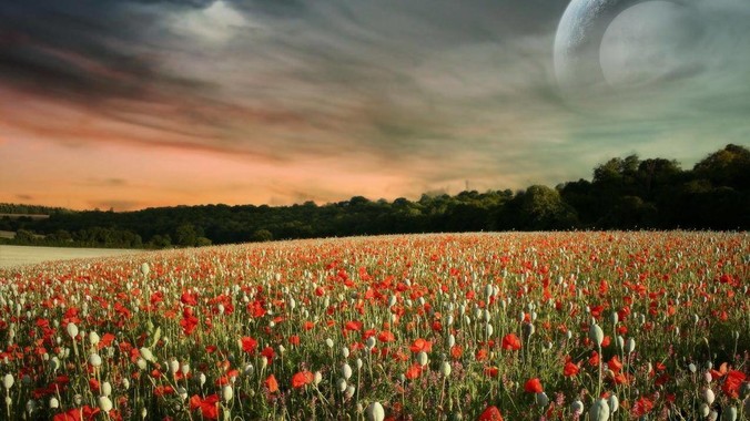 同样是对标安卓系统，为什么谷歌的Fuchsia死了，而华为的鸿蒙却愈发壮大？